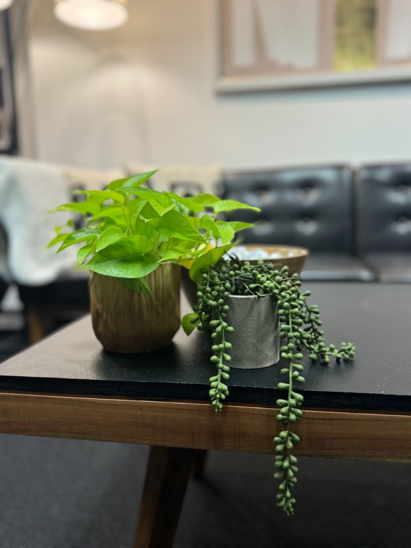 Two small potted plants sitting on a table